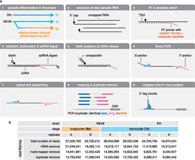 High-Resolution Mapping of Transcription Initiation in the Asexual Stages of Toxoplasma gondii